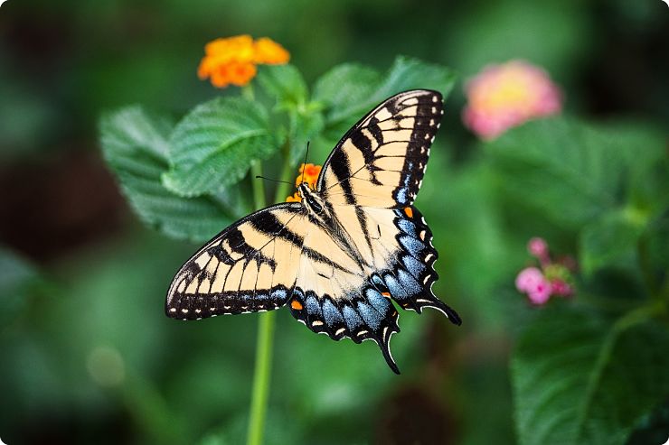 butterfly garden