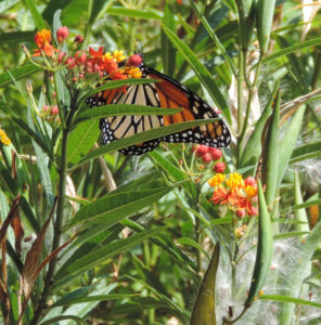 Monarch & milkweed