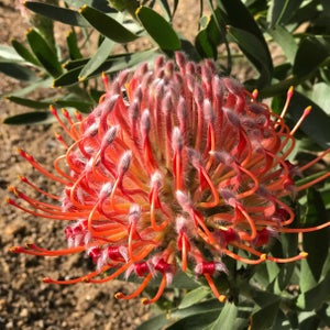 Leucospermum 'Scarlet Ribbon' (Pincushion)